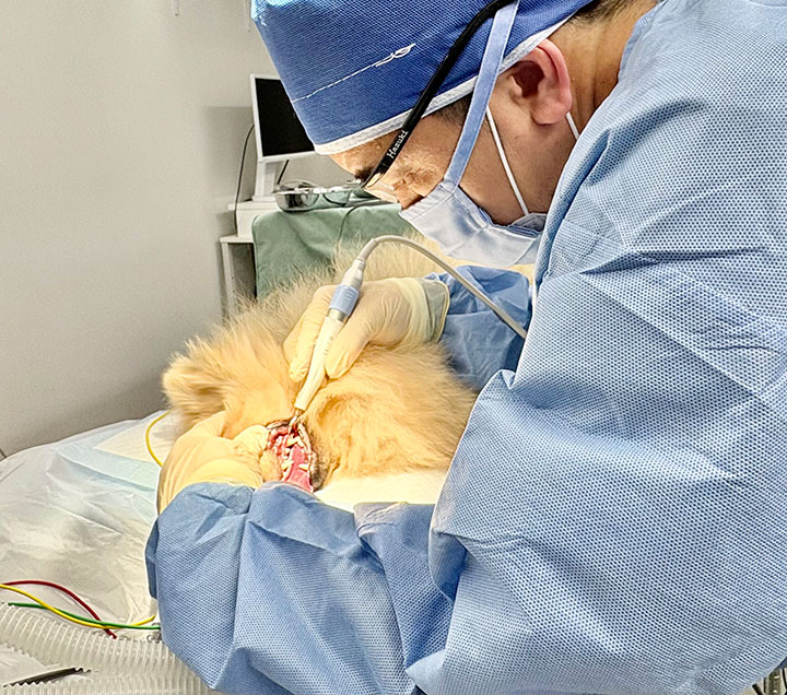 歯科処置の様子