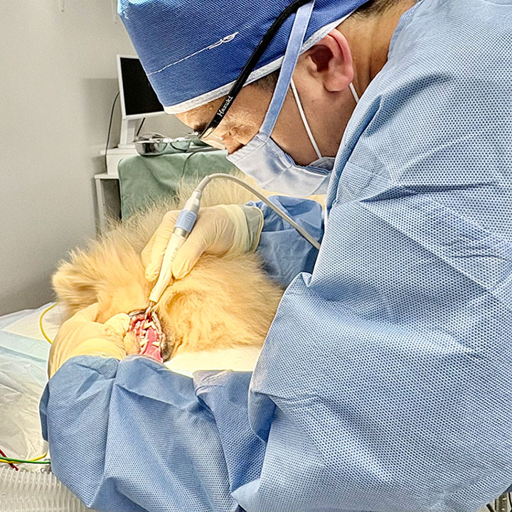 たかはし動物病院院長写真