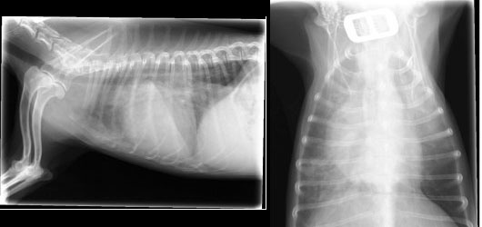 犬のレントゲン写真1