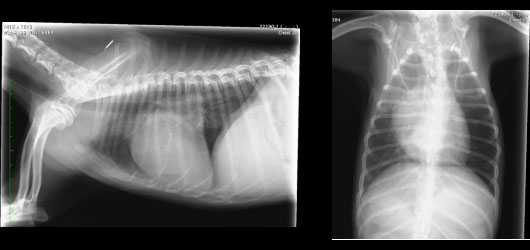 犬のレントゲン写真2