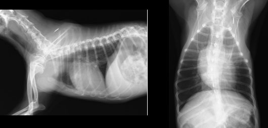 犬のレントゲン写真3