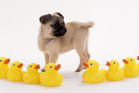 あひるのおもちゃと子犬の写真