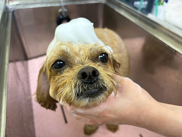 シャンプーする犬の写真1