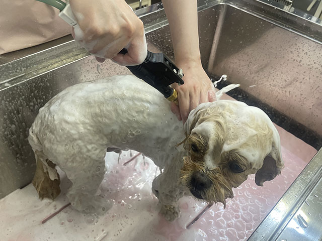 シャンプーする犬の写真2