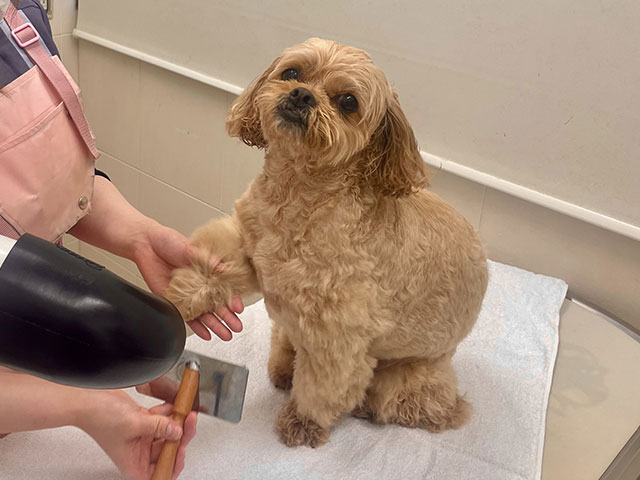 グルーミングをうける犬の写真